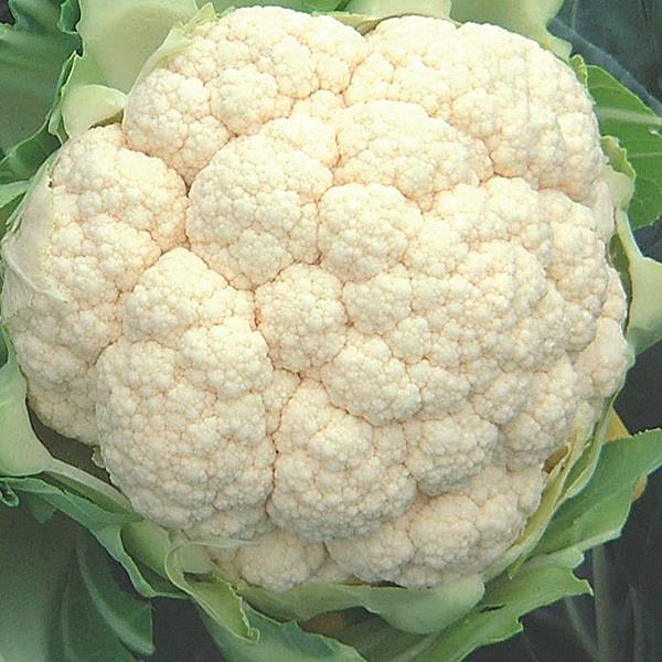 Cauliflower Aalsmeer
